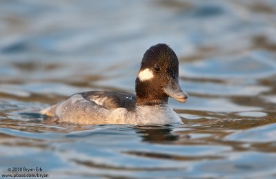 Bufflehead_X8L9337.jpg