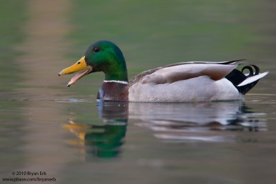 Mallard-Drake_X8L0068.jpg