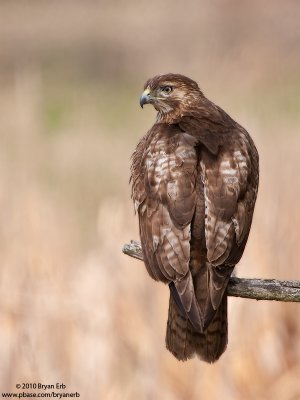 Redtail-Hawk_X8L0155.jpg