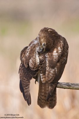 Redtail-Preening_X8L0143.jpg