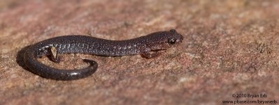 Salamander_MG_5842.jpg