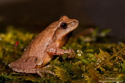 Spring-Peeper_MG_5808.jpg