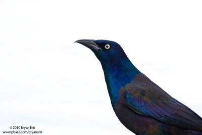 Common-Grackle_MG_5852.jpg