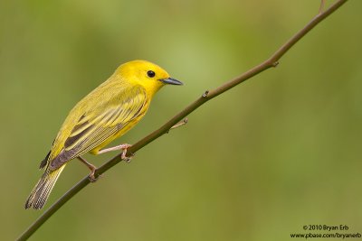 Yellow-Warbler-7D-ISO-800-IMG_0135.jpg