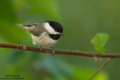 BC-Chicadee-7D-ISO-1600-IMG_0205.jpg