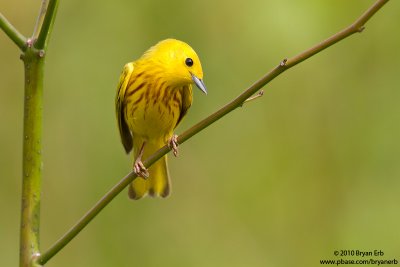 Yellow-Warbler-7D-ISO-800-IMG_0131.jpg