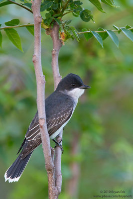 Eastern-Kingbird-7D-ISO-3200-IMG_0246.jpg