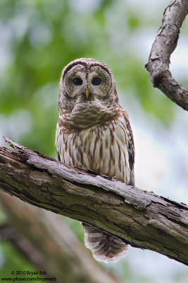 Barred-Owl-7D-ISO-1000-IMG_0284.jpg