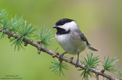 BC-Chicadee-7D-ISO-1250-IMG_0329.jpg