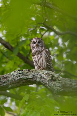 Barred-Owl-IMG_0289.jpg