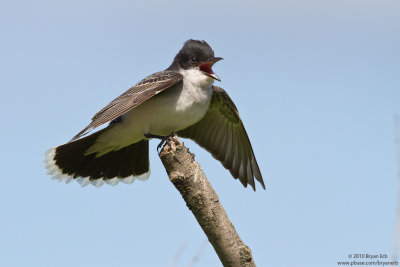 Eastern-Kingbird-IMG_0548.jpg