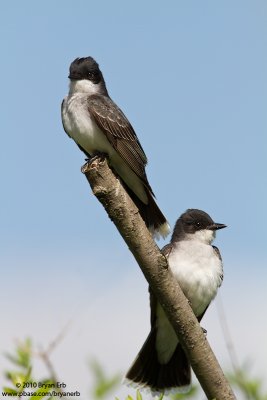 Eastern-Kingbirds-IMG_0466.jpg