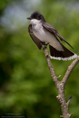 Eastern-Kingbird-7D-IMG_0718.jpg