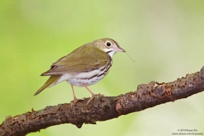 Ovenbird-ISO-1600-IMG_0370.jpg