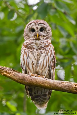 Barred-Owl-IMG_0964.jpg