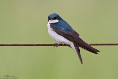 Tree-Swallow-IMG_1220.jpg