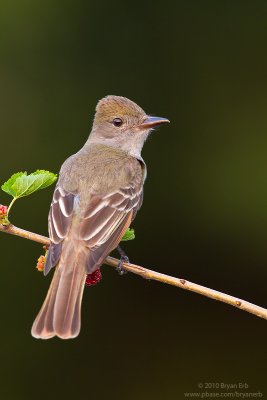 Great-Crested-Flycatcher-IMG_1491.jpg