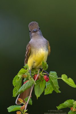 Great-Crested-Flycatcher-IMG_1472.jpg