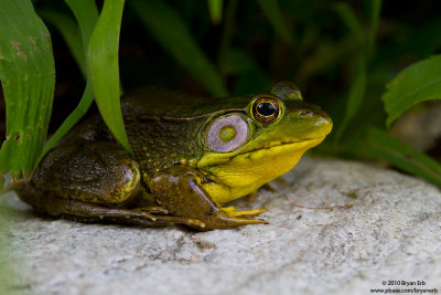 Green-Frog-IMG_1521.jpg