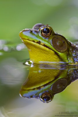 Green-Frog-Reflection-IMG_1535.jpg