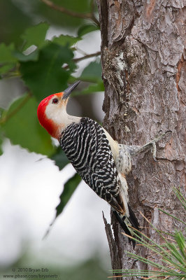 Red-Bellied-Woodpecker-IMG_1639.jpg