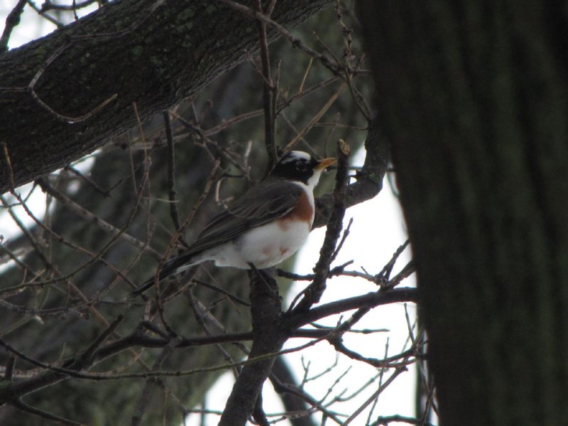 Thrush2 12-25-09 GreenL.jpg