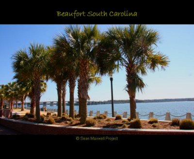 Beaufort South Carolina - Palm Trees on Waterfront