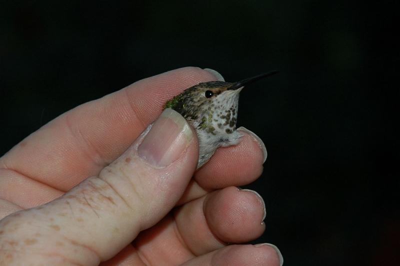 Allens Hummingbird - Head