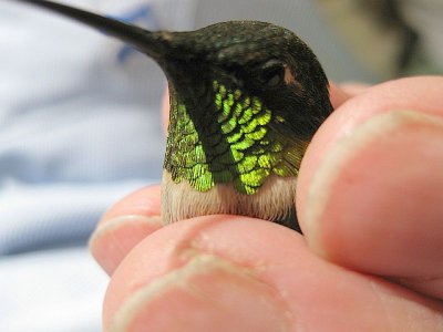 Green Gorget Ruby-throated