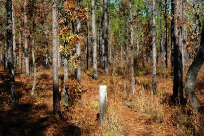 Trail Marker and blue blazes - not lost yet