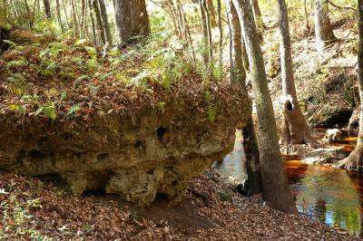 Limestone outcroping at Fisher Creek Sink