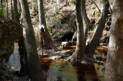 Fisher Creek Sink