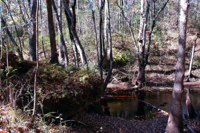 Fisher Creek Sink