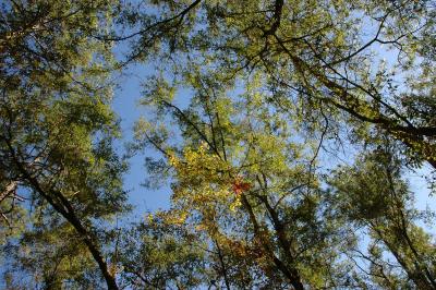 Colors in the canopy