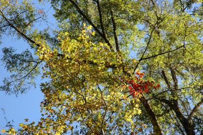Colors in the canopy
