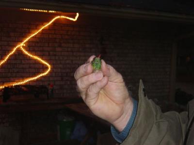 A shot of the gorget and red bill
