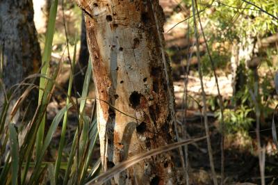 Dead pine tree - woodpecker treat