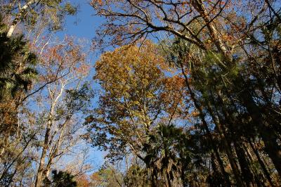 Winter colors in the Canopy