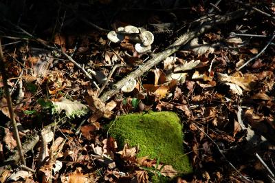Lichens and Moss