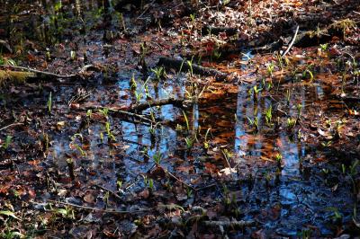 New life emerging in the swamp