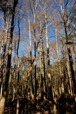 Tall trees stretching for sunlight