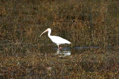 White Ibis in area just before the lake