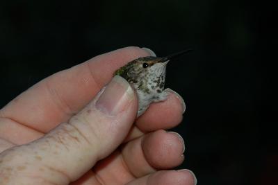 Allen's Hummingbird - Head