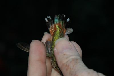 Allen's Hummingbird - Tail