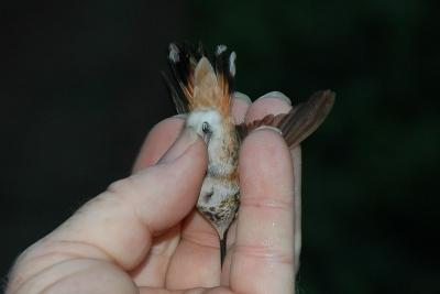 Allen's Hummingbird - Underside and tail