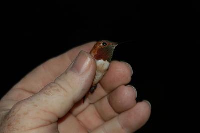 Translucent gorget feathers change with light