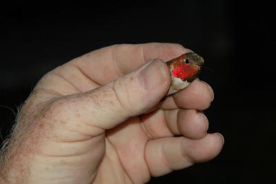 Translucent gorget feathers change with light