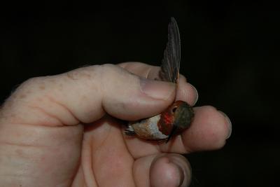 Wing feathers are all brand new, ready for its 3,000 mile journey