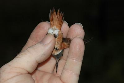 Bottom view of tail feathers