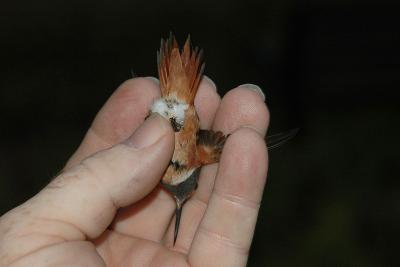 Bottom view of tail feathers